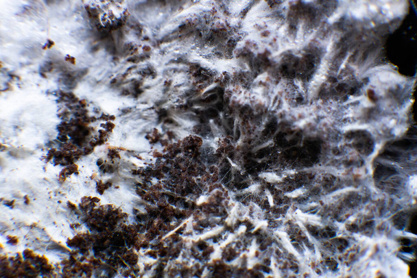 Micelio sobre trigo de Psilocybe cubensis. Micelio hongo. Fusarium euwallaceae. Psilocybe cubensis Cultivo de setas. Micelio macro sobre trigo. - Foto, Imagen