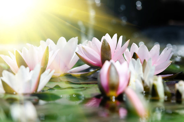 Lotus çiçeği. - Fotoğraf, Görsel