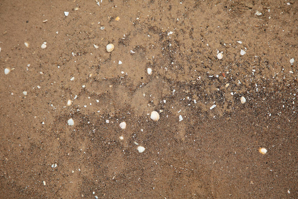 Естественный фон, мокрый песок с мелкими раковинами - Фото, изображение