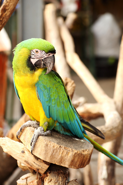 Papagei - Foto, Bild