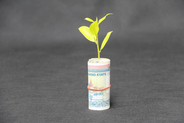Rolled Banknotengeld zehntausend Myanmar Kyats und junge Pflanzen wachsen mit dunkelgrauem Boden und Hintergrund. Konzept des Geldwachstums oder der Währungszinsen. - Foto, Bild