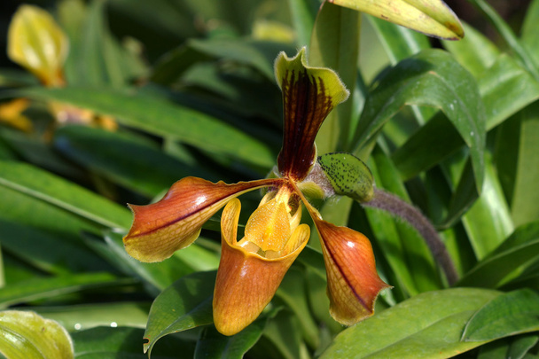 Imágenes, de Orquídea zapatilla, fotos e imágenes de stock de Orquídea  zapatilla