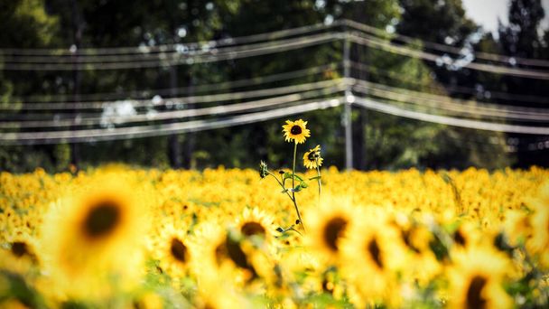 mooie zonnebloemen in de zomer achtergrond - Foto, afbeelding