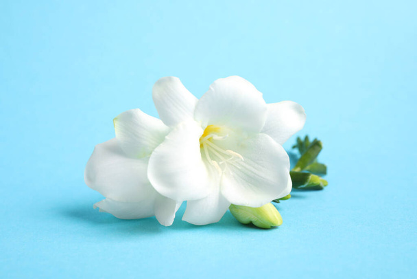 Beautiful freesia flowers on light blue background - Photo, image