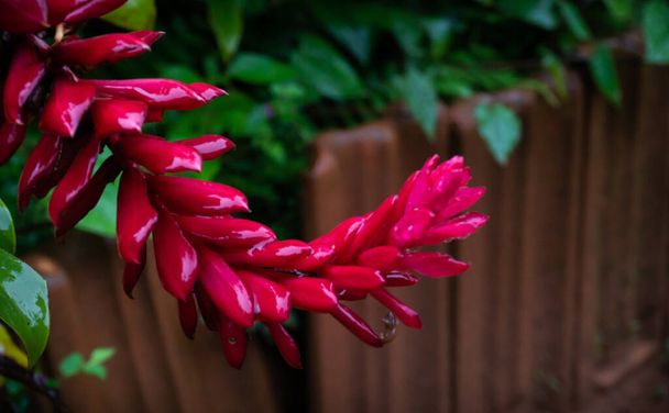 Beautiful red canvas flower found in backyard - Fotoğraf, Görsel