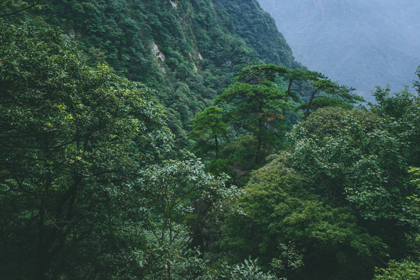 Trees on cliffs on top of Wugong Mountain in Jiangxi, China - Fotó, kép
