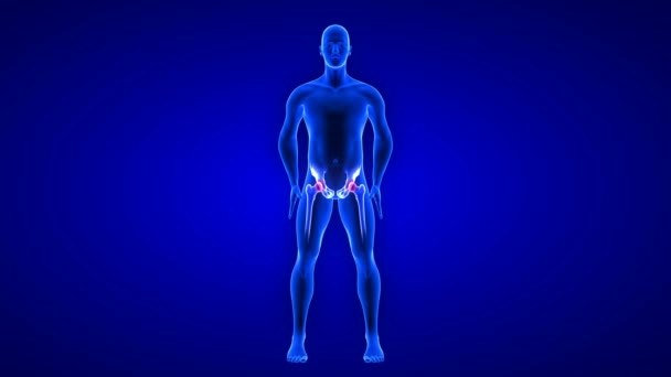 Animazione del dolore all'anca. Blue Human Anatomy Body 3D Scan rendering - loop senza soluzione di continuità su sfondo blu - Filmati, video