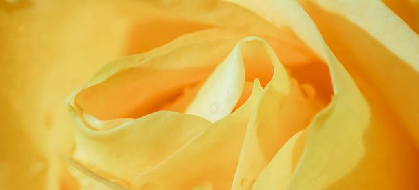 Botanische concept, bruiloft uitnodiging kaart - Zachte focus, abstracte bloemenachtergrond, gele roos bloem. Macro bloemen achtergrond voor vakantie merk design - Foto, afbeelding