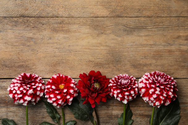 Beautiful dahlia flowers on wooden background, flat lay. Space for text - Foto, imagen