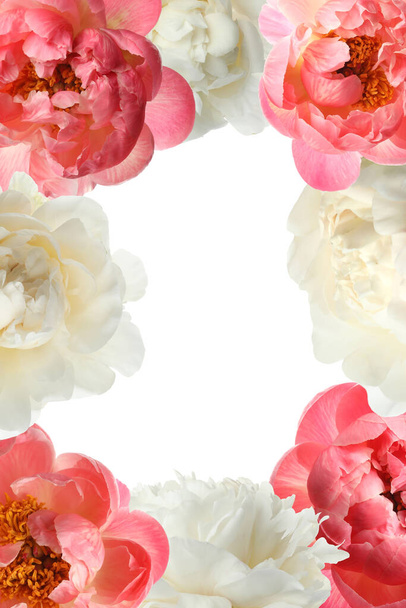 Frame of different beautiful peonies on white background - Fotografie, Obrázek
