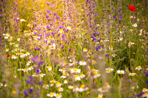 Flores silvestres blancas a la luz del sol - Foto, imagen