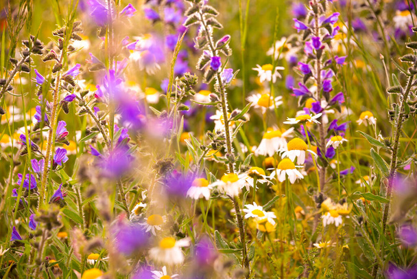 Fleurs sauvages blanches au soleil - Photo, image