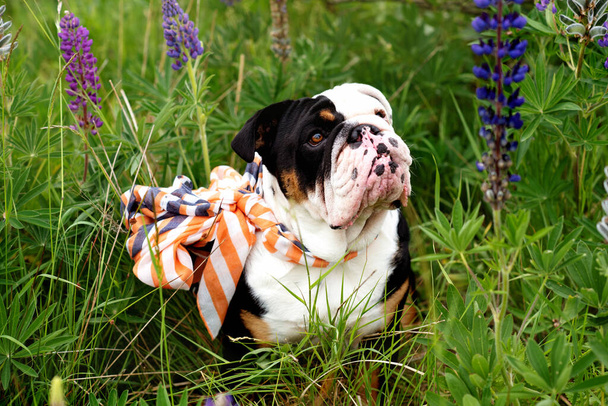 Bulldog inglés blanco y negro llevando una bufanda para dar un paseo sentado en la hierba - Foto, Imagen
