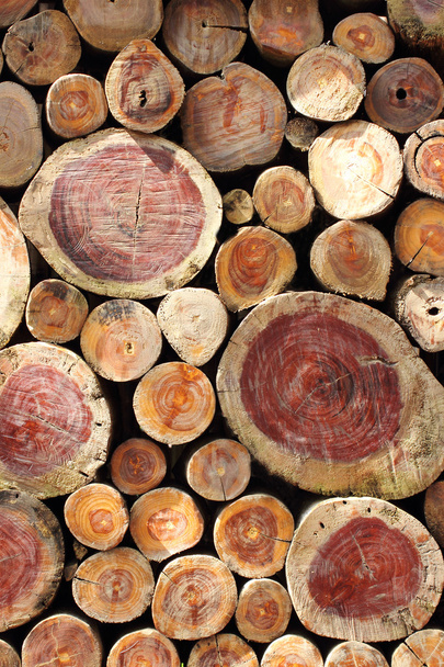 Stack of cut timber logs - Photo, Image