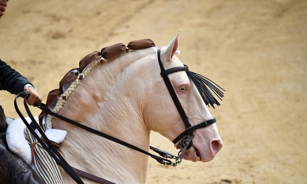 Tauromachie entre taureau et cheval en Espagne sur l'arène espagnole - Photo, image