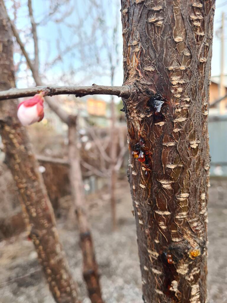 The trunk of a fruit tree with a bud on a branch and a drop of resin. Early spring. - Foto, Imagem
