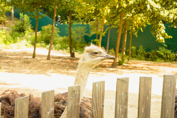 Grote Afrikaanse struisvogels in de dierentuin - Foto, afbeelding