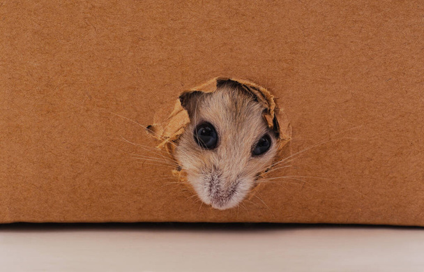 White hamster and hole in a cardboard box. - Fotoğraf, Görsel