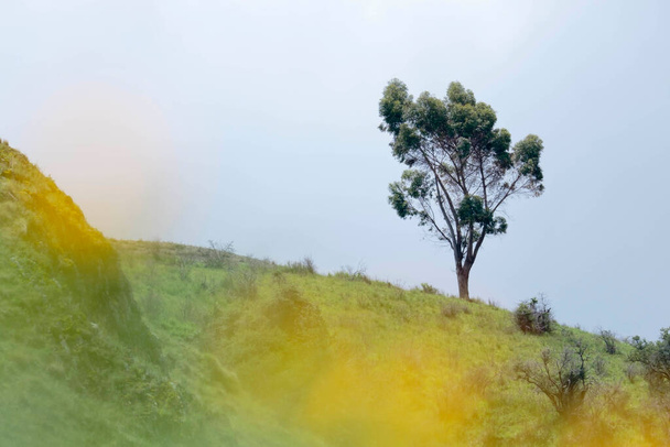 Landschaftliches Detail mit einem einsamen Baum inmitten des Nebels, der Blumen und der trostlosen Andenlandschaft. Huancayo - Peru - Foto, Bild