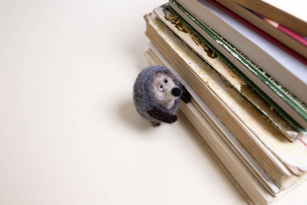 Cute toy hedgehog next to a stack of old books. Look up. The concept of printed books, knowledge, reading, library, stories for children. Funny felted woolen toy. White background, copy space,  - Photo, Image