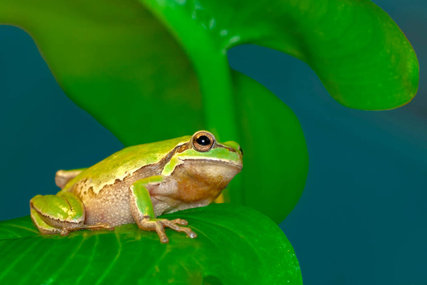 Beautiful Europaean Tree frog Hyla arborea  - Photo, Image