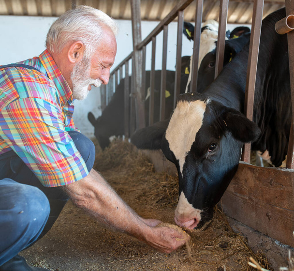 Dospělý dospělý zemědělec dává suché krmivo z rukou na krávy ve stodole na farmě - Fotografie, Obrázek