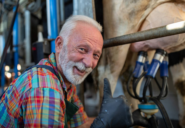 Portrait d'un agriculteur mature montrant un panneau ok devant une machine à traire sur le pis d'une vache dans une ferme laitière - Photo, image