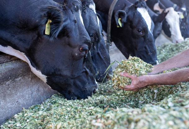 Close up of farmer's hands feeding holstein cows with lucerne from hand on farm - Foto, afbeelding