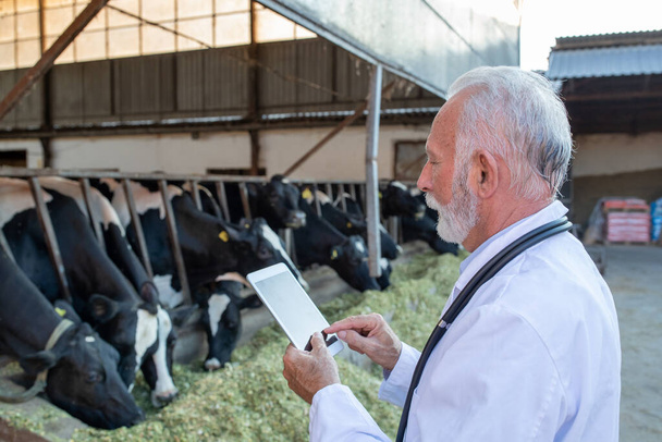 Vétérinaire adulte mature en manteau blanc et avec stéthoscope regardant la tablette devant les bovins holstein dans la grange - Photo, image