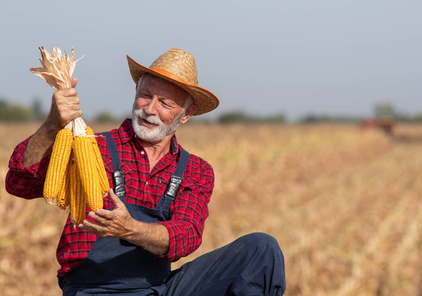 Agricultor senior con sombrero de paja sosteniendo mazorcas de maíz en el campo de maíz durante la cosecha a principios de otoño - Foto, imagen