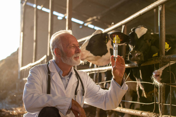 Veterinario maduro en pelaje blanco preparando vacuna para ganado holstein en granja lechera - Foto, Imagen