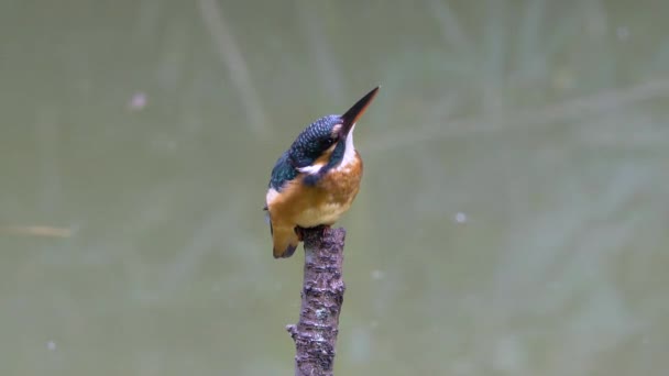 Common Kingfisher close up - Footage, Video