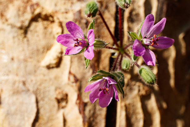 Три маленькі фіолетові квіти на стовбурі старого дерева
. - Фото, зображення