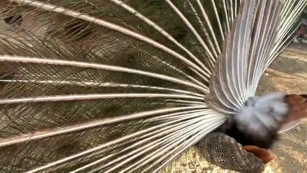 4k video kaunis intialainen uros riikinkukko lintu näyttää ja ravistelee värikäs sulka pyrstö. Näkymä takapuolelta. - Materiaali, video