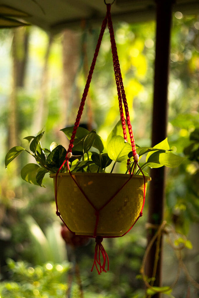 Selectieve focus op groenblijvende plantenbladeren in een hangende vaas - Foto, afbeelding