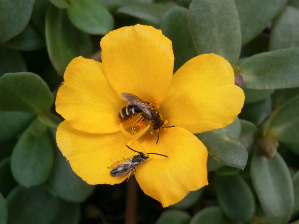 黄色の花を受粉させる蜂。小さな高山と勤勉な昆虫の背景. - 写真・画像