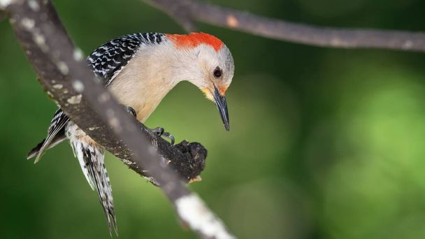 A következő profilja: Red-Bellied Woodpecker Perched on a Branch - Fotó, kép