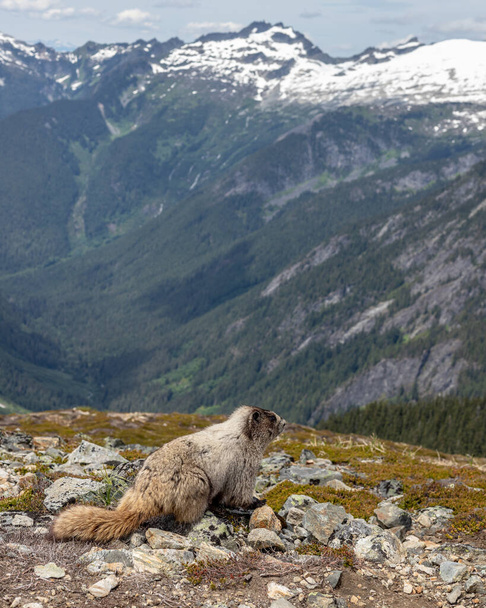 Utazási kaland a North Cascades Nemzeti Parkban. - Fotó, kép