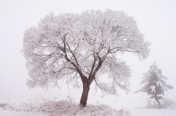 Trees in winter - Photo, Image