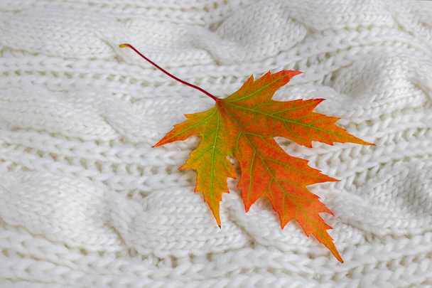 Composition d'automne. feuilles colorées sur une écharpe tricotée blanche. Concept d'automne. Aménagement plat, vue du dessus, espace de copie. - Photo, image