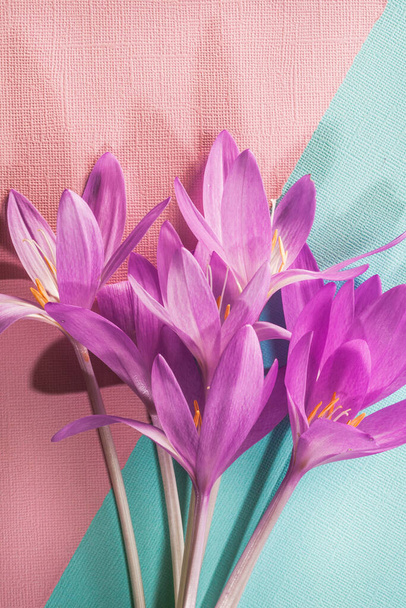 A bouquet of pink crocuses on a pink and blue textured background. Greeting card. Vertical orientation. - Foto, Bild