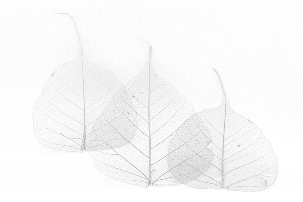 Живлення трьох напівпрозорих листків виглядає слабо видно на білому тлі
 - Фото, зображення