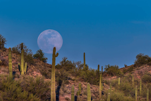 Al sorgere della luna nel deserto di Sonora, Arizona. Luna piena che sorge nel cielo blu; collina rossa punteggiata di cactus Saguaro in primo piano.  - Foto, immagini