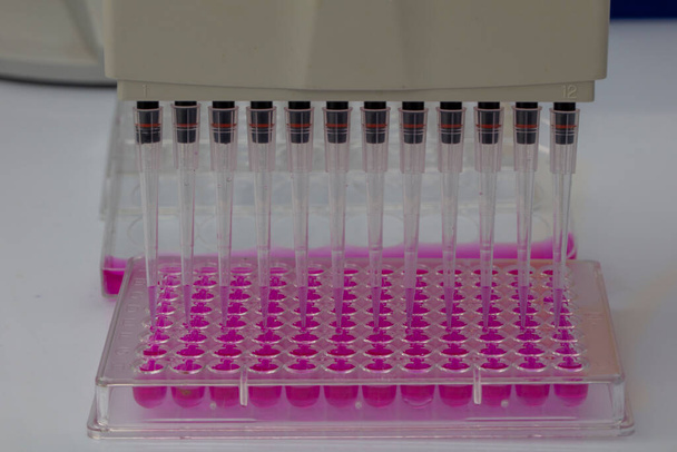 Naukowiec posiadający 96 talerzy studni z próbkami do analizy biologicznej / Badacz pipety próbki płynów w mikropłytce do badań biomedycznych. - Zdjęcie, obraz