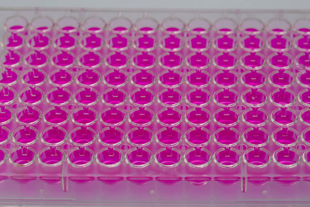Cientista segurando uma placa de 96 poços com amostras para análise biológica / Pesquisador pipetagem amostras de líquidos em microplaca para pesquisa biomédica. - Foto, Imagem