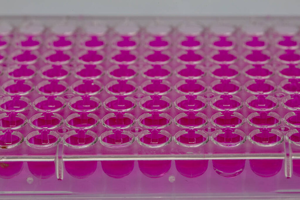 Scientifique tenant une plaque de 96 puits avec des échantillons pour analyse biologique / Chercheur pipettant des échantillons de liquides dans une microplaque pour la recherche biomédicale. - Photo, image