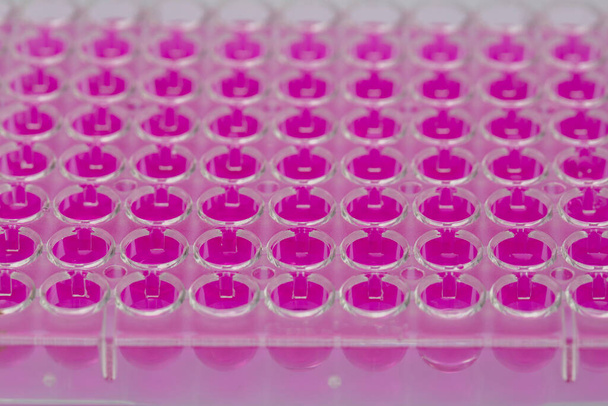 Scienziato in possesso di una piastra da 96 pozzi con campioni per analisi biologiche / Campioni di tubazioni di ricerca di liquidi in micropiastre per ricerca biomedica. - Foto, immagini