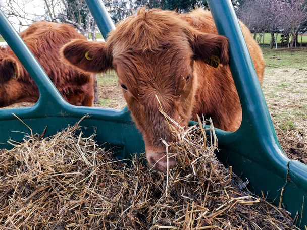 Mucca mangiare erba balla nel campo - Foto, immagini