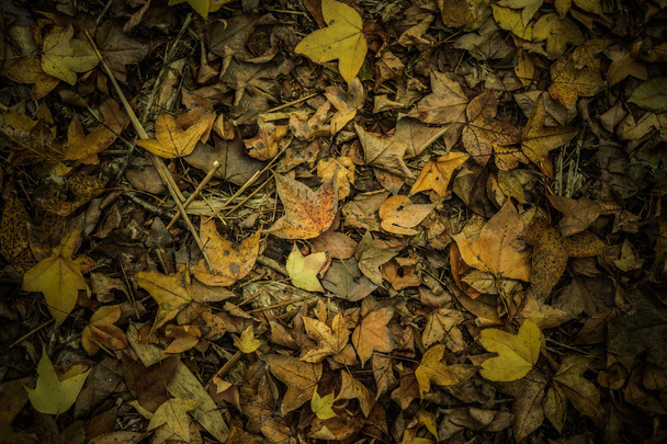 Dry maple leaves fall on the ground in autumn. - Photo, Image