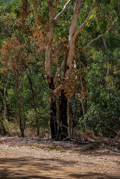 Controlled burning of bushland to reduce the hazard of a bush fire - Photo, Image